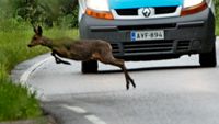 Maj brukar vara en ödesdiger månad för rådjur och vitsvanshjortar i Nyland.