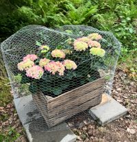 Laura Salonen i Kyrkslätt har kommit på ett sätt att hindra rådjuren från att äta hennes blommor - ett metallnät runt krukan.