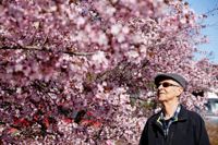 Rolf Nygård beundrar körsbärsträden som står i blom i Författarparken.
