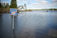 Ett översvämmat fält vid Torne älv.