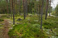 Stengårds egnahemshusområde ligger i Ebbo cirka 10 kilometer sydöst om Borgå centrum. På bilden syns skogen vid Koltrastvägen.