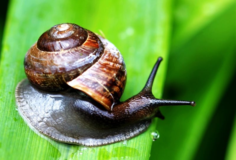 Tema. Snigel