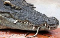 En krokodil äter en vattenorm på en reptilfarm i Siem Reap. Det är inte samma krokodil som omnämns i texten. Arkivbild.