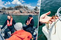 Forststyrelsens Aija Nieminen och Joonas Hoikkala är med och planerar utplanteringen. Forskningsresultat från Sveriges västkust har visat goda resultat med motsvarande åtgärder.