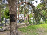 Träden runt rysk-ortodoxa kyrkan på Sandudd utsattes i helgen för vandalism.