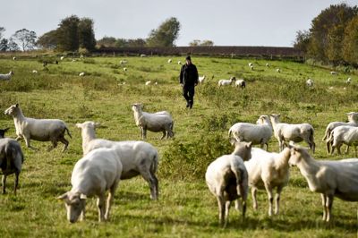 Mathias Bak har omkring 3300 på græs rundt omkring på egnen. Natten til fredag mistede han seks dyr ved et ulveangreb.