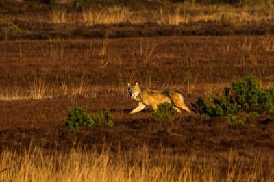 Bestanden af ulve vokser hurtigt i de midt- og vestjyske heder og plantager. Et ulvepar har sat fem hvalpe i verden i området ved Harrild Hede, Nørlund og Hjøllund plantager. Den danske ulv vejer op til 40 kilo og er på størrelse med en schæferhund.
