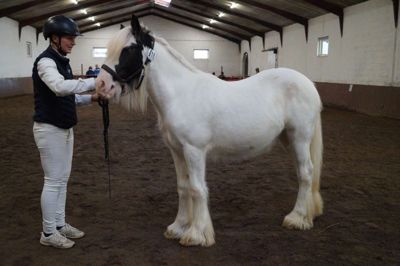 Ditte Højgaard Pode står her med My Lakota Souix, som er to år gammel og er importeret fra Irland i marts 2024. Privatfoto