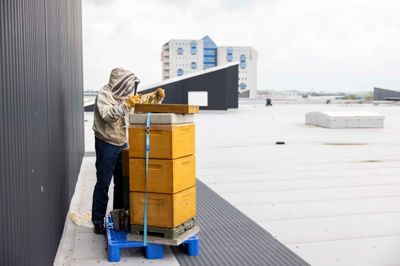 Biavler Christian Andersen Christensen fra Hammerum passer bistaderne på taget af Herning Centret, og han er godt tilfreds med, hvordan de to familier er faldet til.