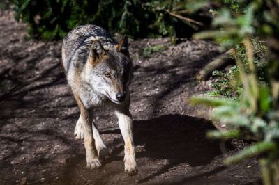 Ulven har spredt sig til store dele af Jylland, siden arten genindvandrede til Danmark i 2012. Ulven her er dog fra zoologisk have i København. (Arkivfoto).