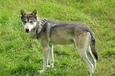 Selv om der i dag lever vilde ulve i den danske natur, ser man dem sjældent, fordi de er nataktive og sky over for mennesker. Men i Skandinavisk Dyrepark kan de opleves tæt på. (Arkivfoto).