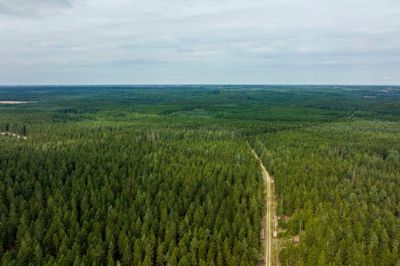 Ejeren af St. Hjøllund Plantage ønsker at opstille otte vindmøller i plantagen i 235 meters højde til øverste vingespids. Det kræver dog byrådets opbakning, hvis det skal blive til virkelighed i sidste ende.