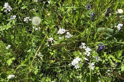 Græsplænen tæt på. Der er engkarse, mælkebøtter, smørblomst og meget andet, der er værd at lade komme op, hvis man kan lide biodiversitet.