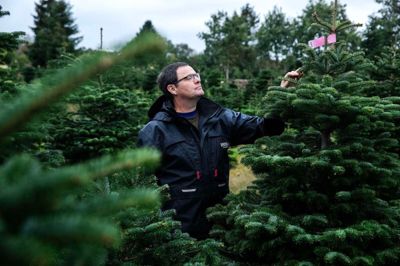 I går begyndte Skovdal Grønt at fælde juletræer til eksport. Juletræsplantagen ligger lidt uden for Skarrild, og i 20 år har Ivan Baun og hans hustru, Jette Baun, levet af at sælge juletræer.