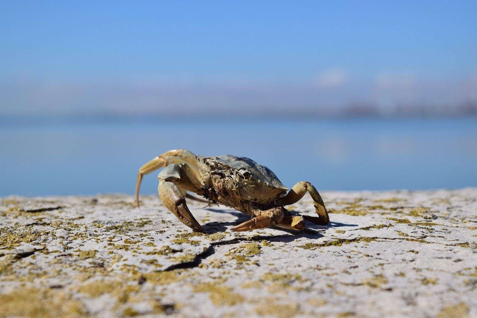 Til sommer kan du fang din egen krabbe og deltag i krabbevæddeløbet »Tour de Glyngøre«. Foto: Modelfoto