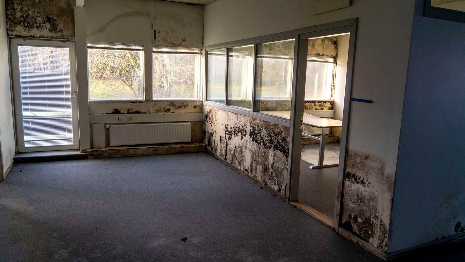 Der er råd, mug og skimmelsvamp overalt. Foto: Jan Sand