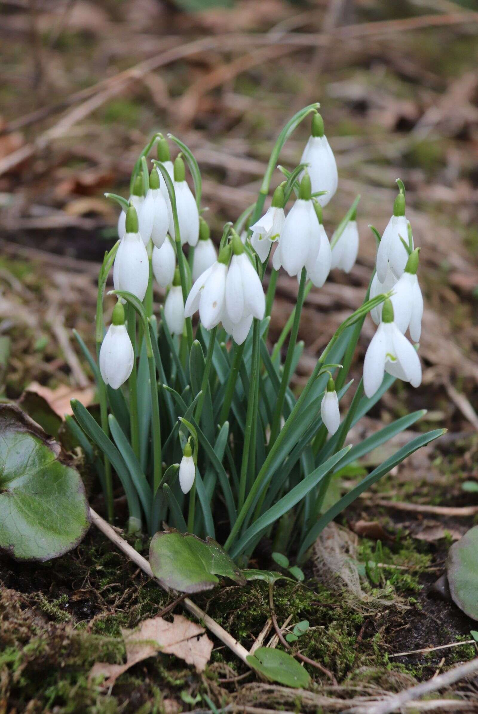 Vintergæk kan tages ind sammen med erantis i en urtepotte. Når de er afblomsteret, kan man plante både vintergækkens løg og erantis ud igen. Foto: Claus V. Mikkelsen