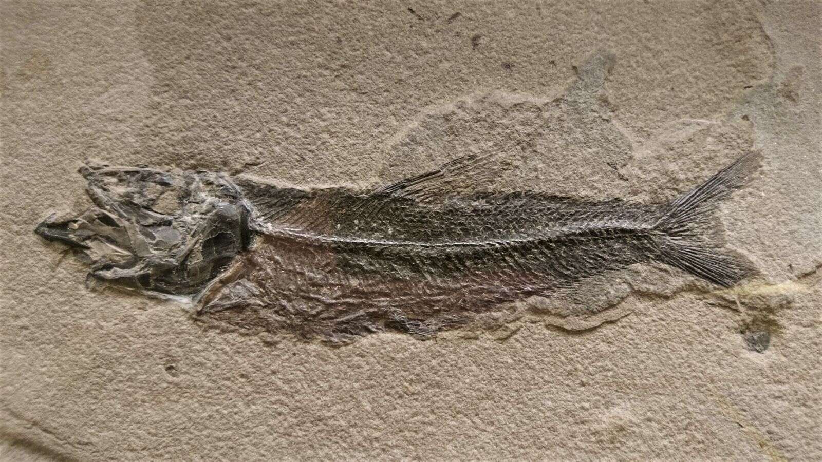 Fiskefossilerne på Fur og Mors er 55 millioner år gamle og endda cirka 5 millioner år ældre end andre lignende fossiler. Foto: Museum Mors