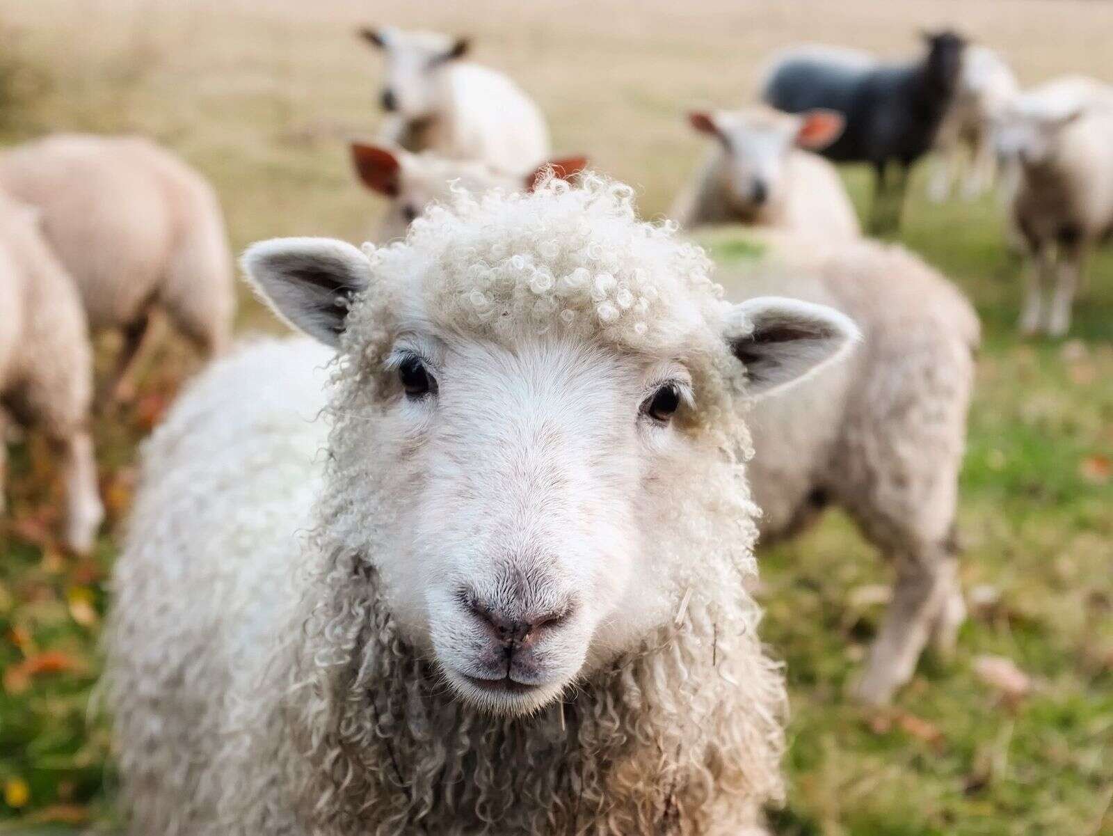 Fåreavlerne kan, i modsætning til kvægavlere, ikke forsikre sig mod bluetongue-sygdommen. Modelfoto