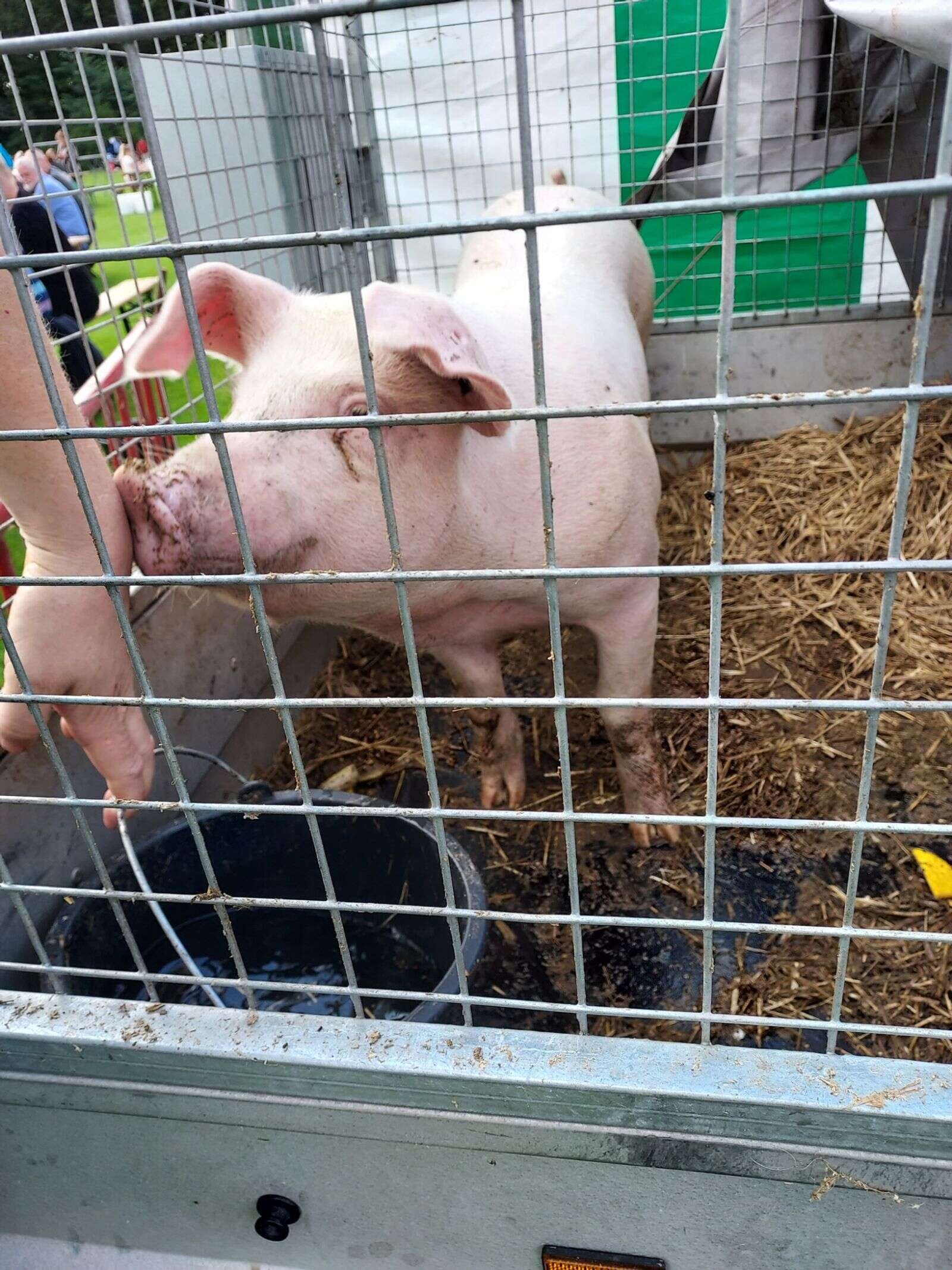 82 kilo vejede grisen. Og det bud var der en heldig eller dygtig vinder, der ramte. Privatfoto