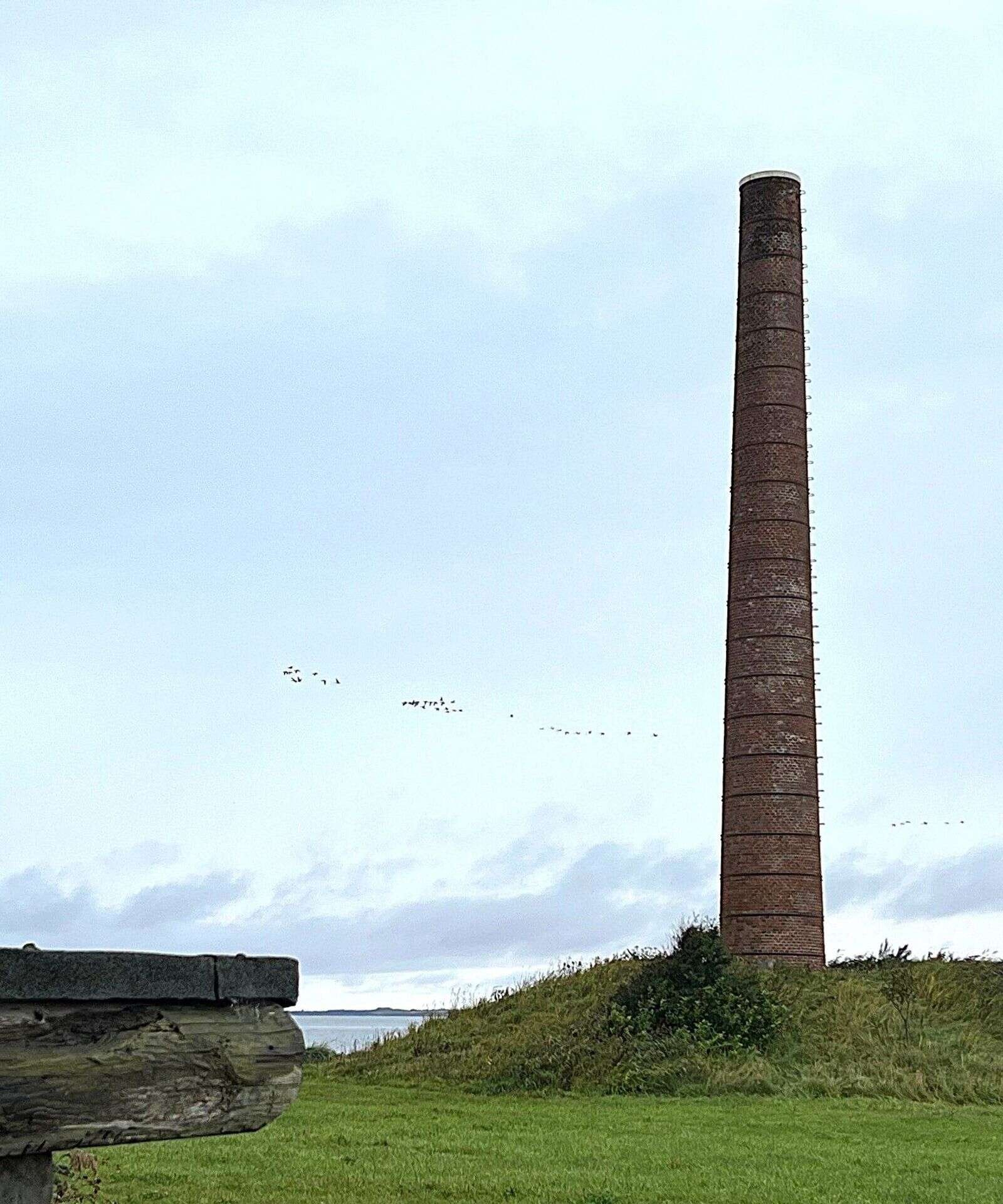 Gåsetræk over den gamle teglværksskorsten - er et betagende syn. Foto: cvm