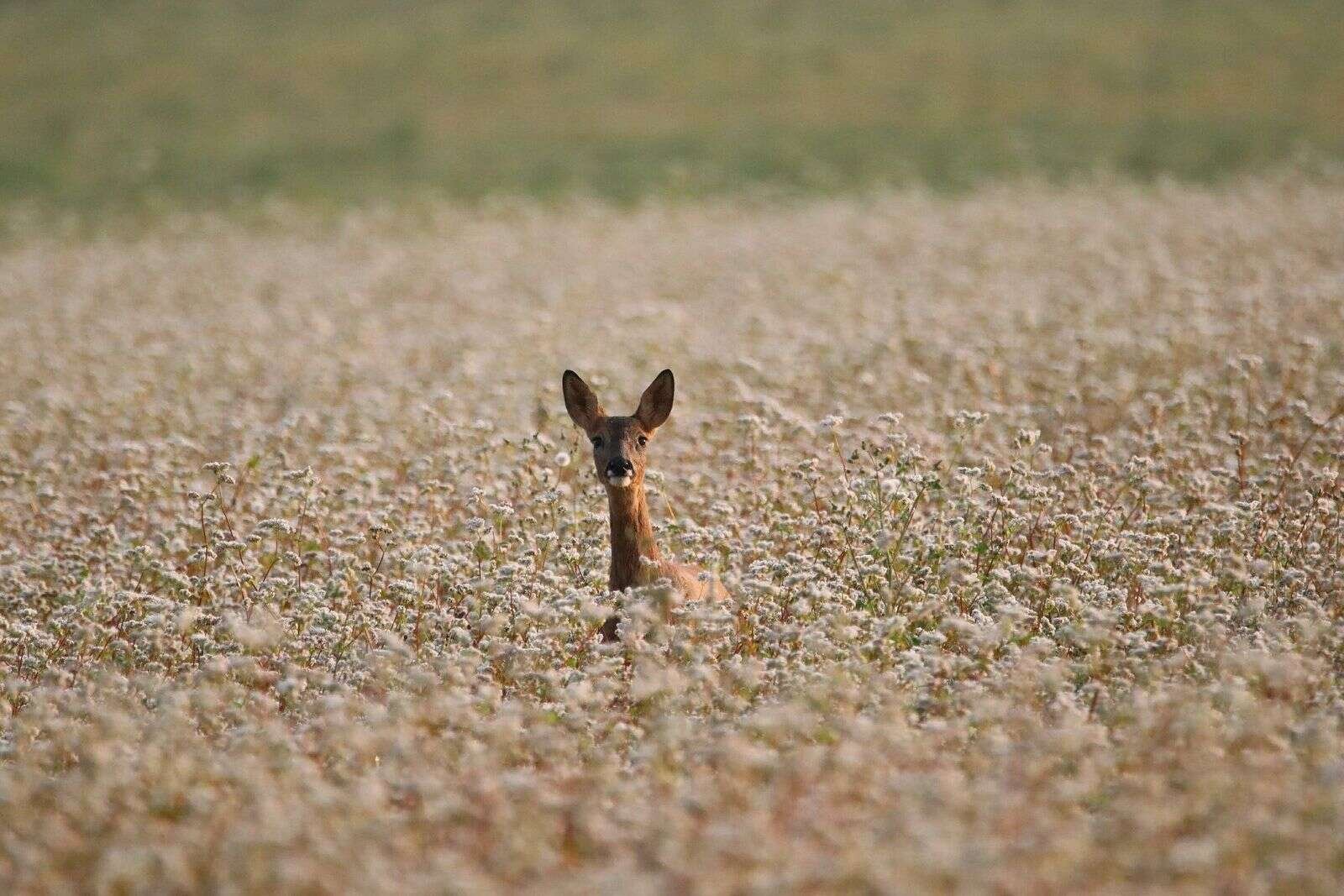 Et rådyr er et af de vilde dyr, som du kan være heldig at møde på Salling Natursti. Modelfoto