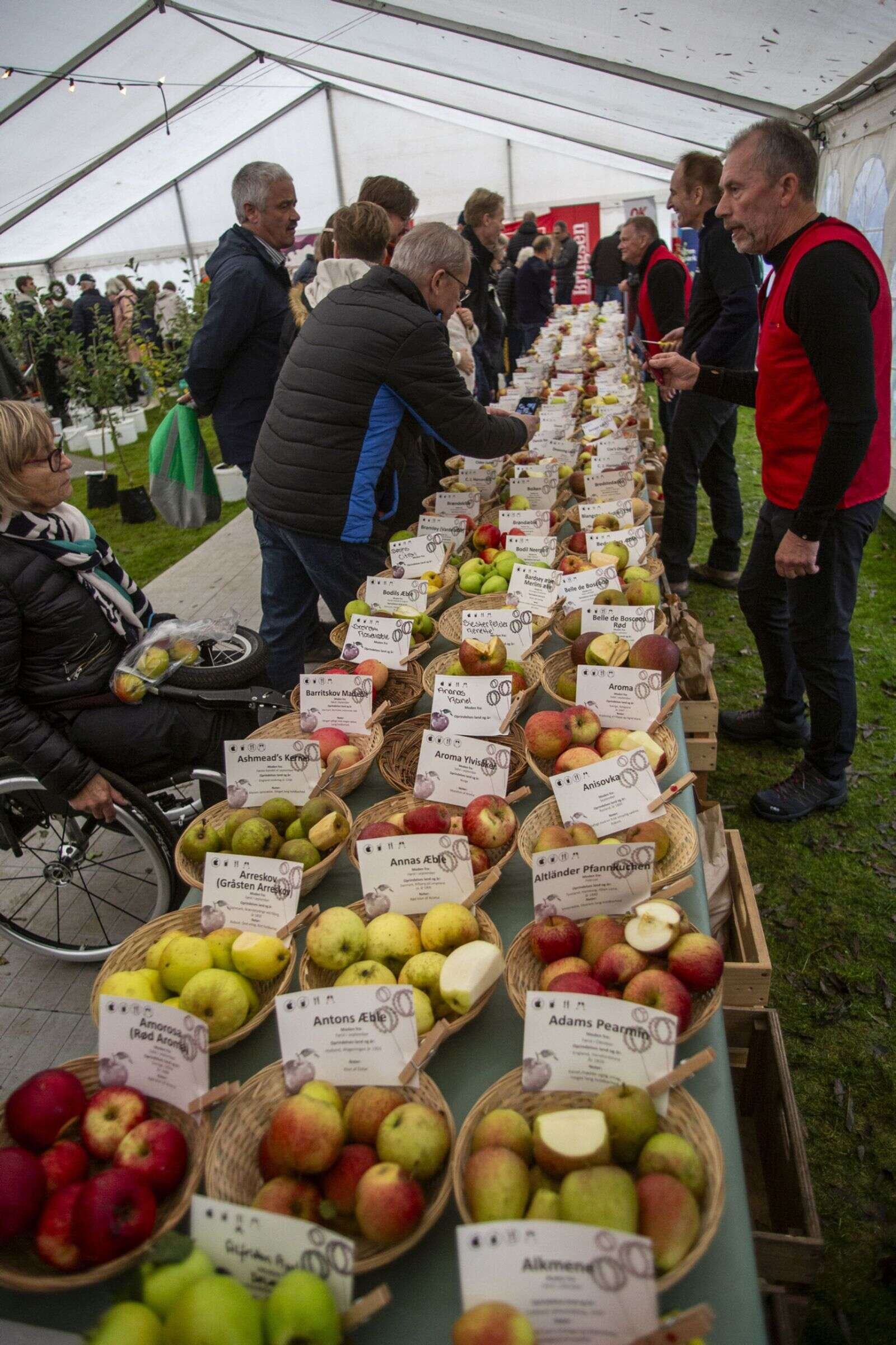 Gæsterne fik smagsprøver og kunne høre om mere end 120 forskellige sorter æbler. Foto: Jan Sand
