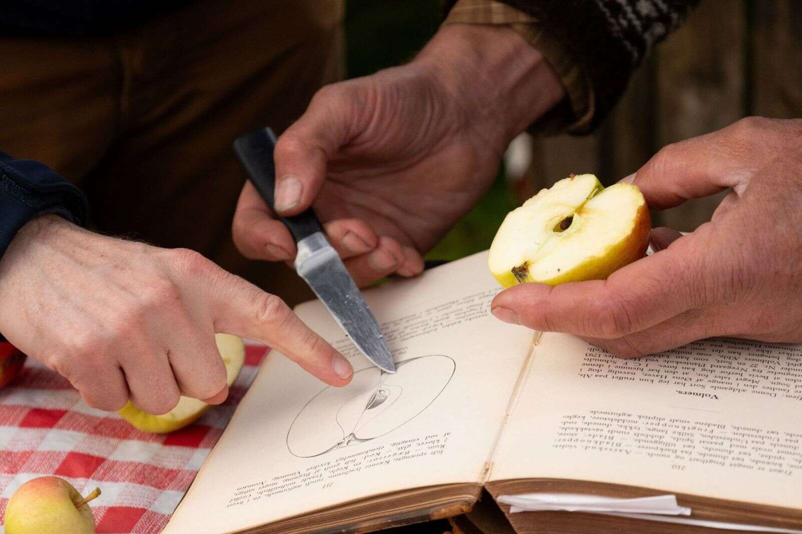 I »Æbleuniverset« står eksperter klar til at sortbestemme æbler og rådgive om æbleavl og sygdoms- forebyggelse. Foto: Mette Ploughmann Høegh