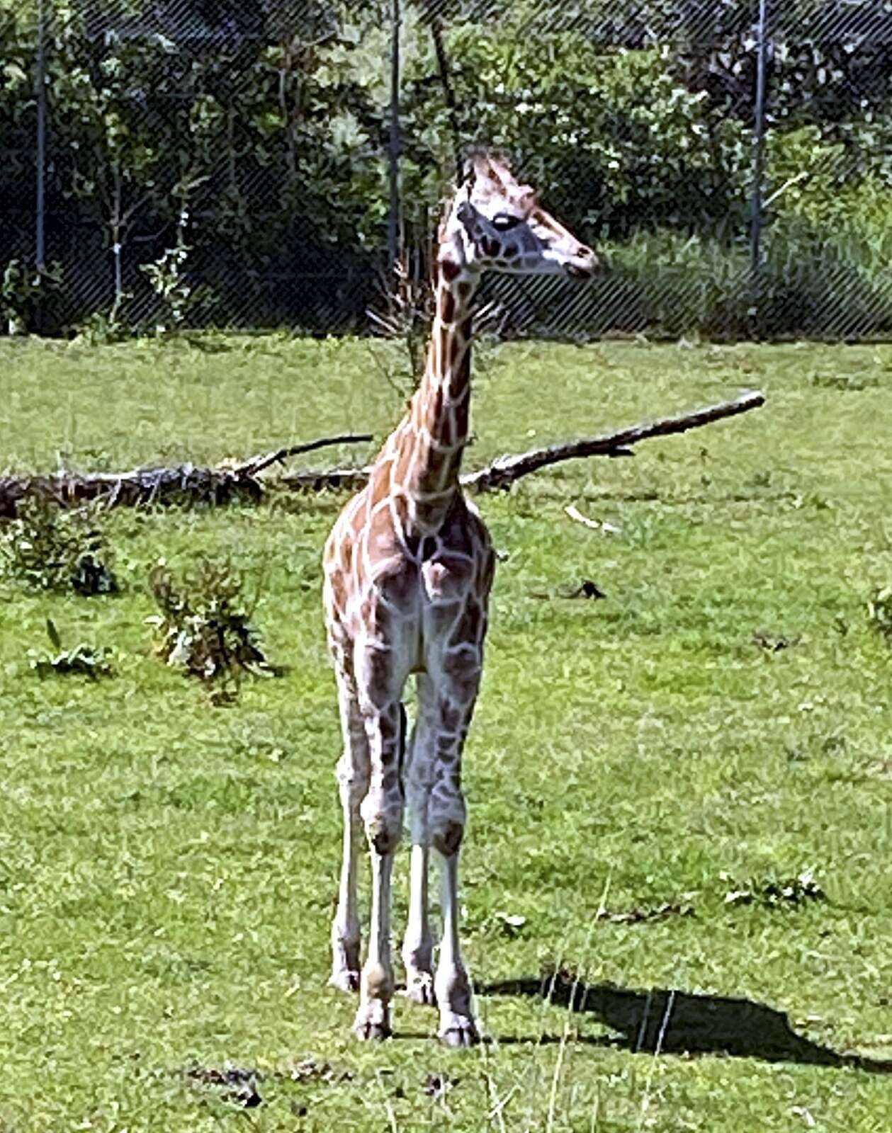 Flere fik set giraffen for første gang, da de aldrig tidligere havde været i zoo. Privatfoto