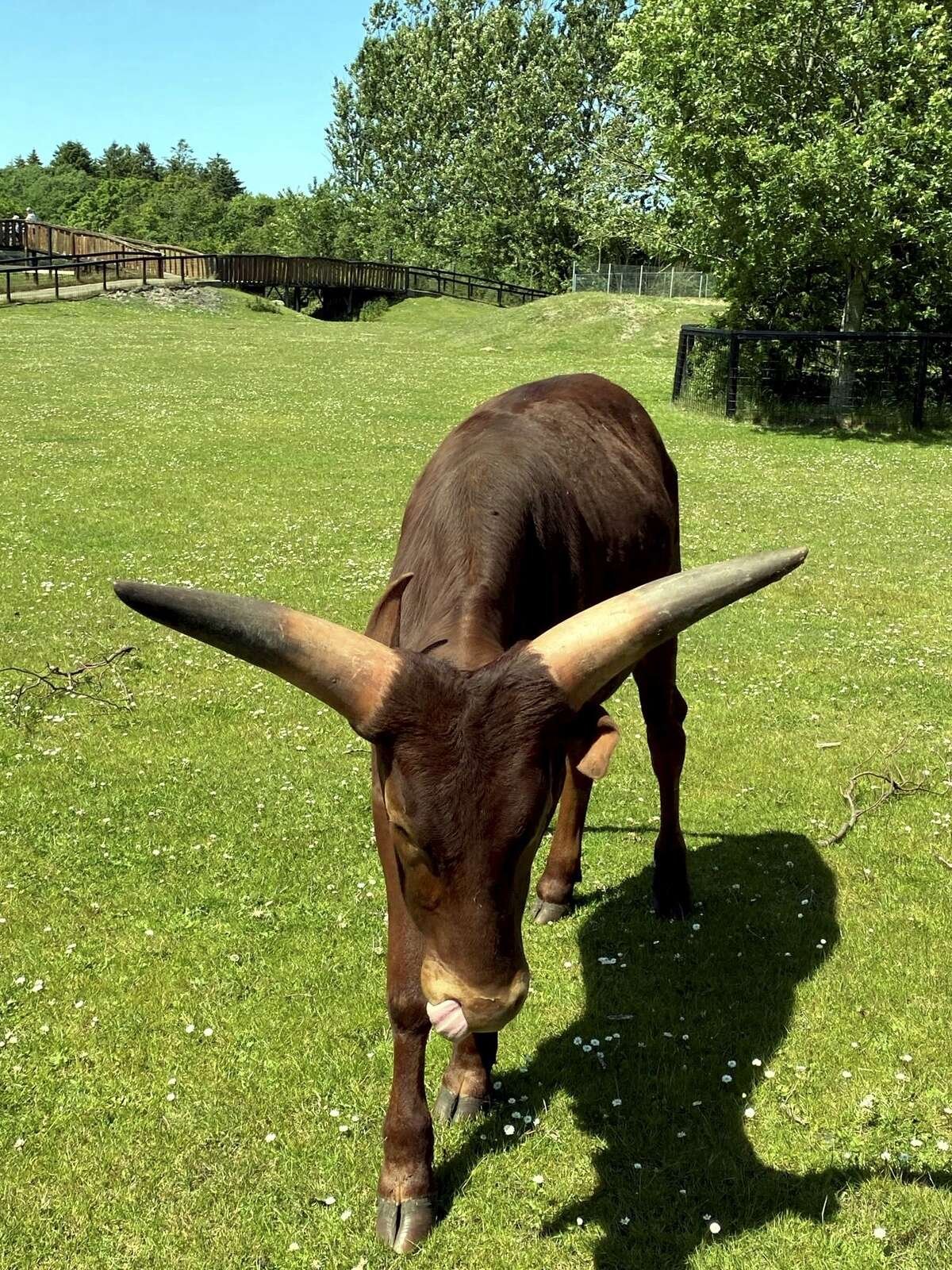 En nysgerrig watussi-okse var henne at hilse på. Privatfoto