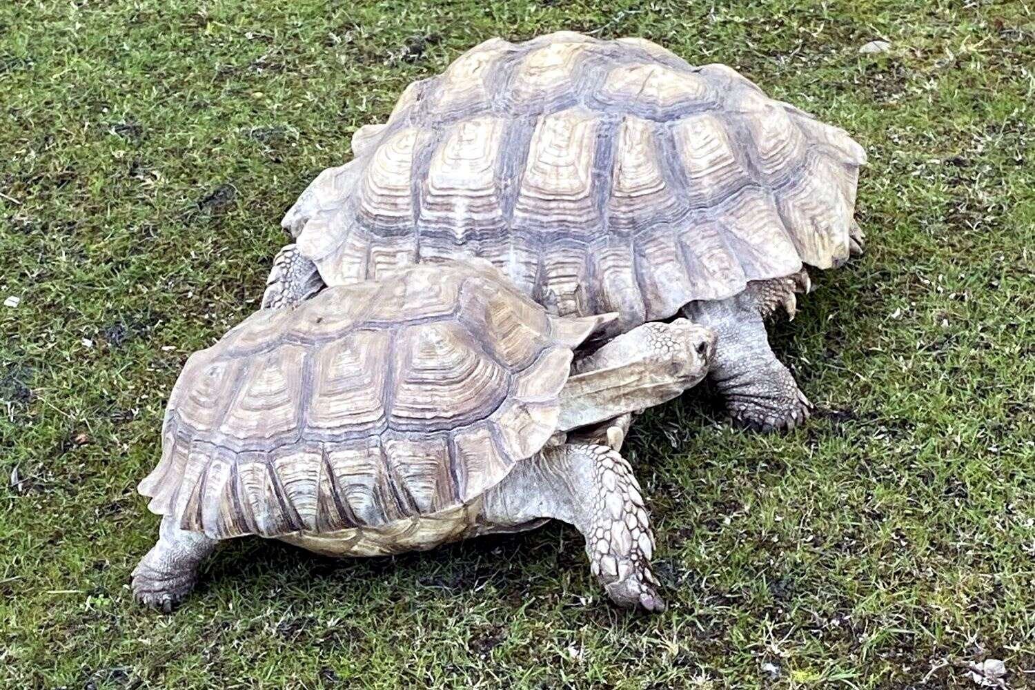 Et par sløve padder tog den med ro, mens der for beboerne på Birkegården ikke blev tid til en time på skjoldet, da turen gik til Jyllands Park Zoo. Privatfoto