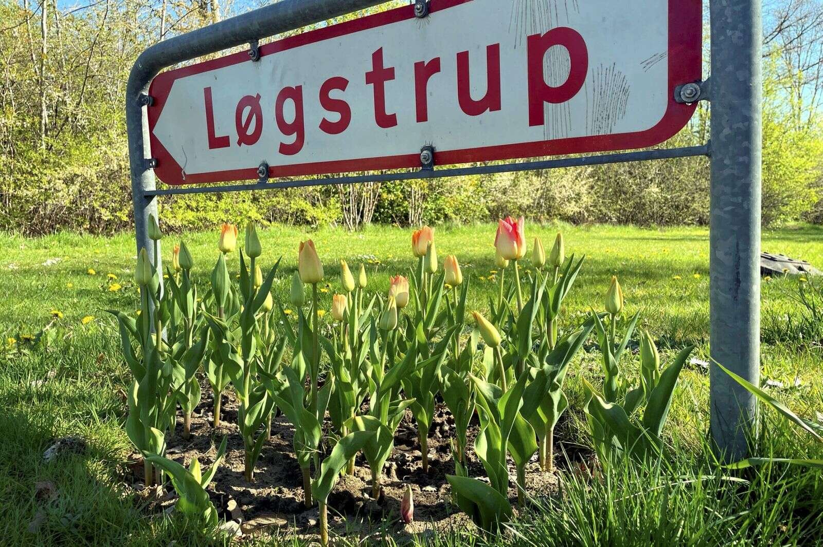 Landsbypedellerne plantede i efteråret 1000 tulipanløg, som nu kommer til deres ret i Løgstrup. Privatfoto