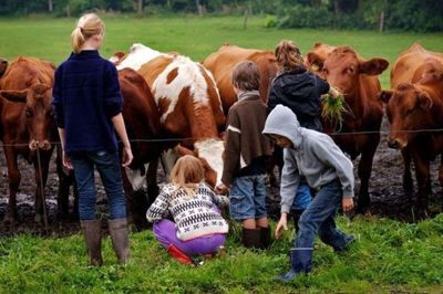 Familien kan blandt andet komme helt tæt på køerne hos de landmænd, der den 17. september deltager i »Åbent Landbrug«. Pressefoto