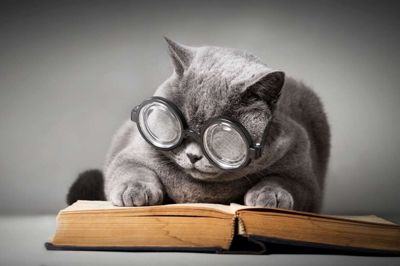 Bogen med kattenavne får hele tiden føjet nye kapitler til.