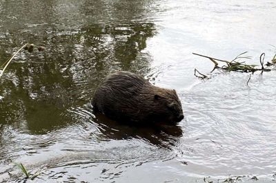 Som Hansi i The Julekalender er bæveren nok the one with the biggest tænder and the grimmest tøj i den danske natur. Men den ser ud til at trives, også i Karup Å, hvor lystfisker Peter Mackenhauer fra Sparkær for nylig stødte på den ved Høgild.