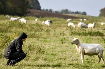 Fåreavler Mathias Bak Nielsen i Iglsø stod i september op til en fårefold, der var blevet angrebet i løbet af natten, så i alt 10 får var blevet påført skader, heraf de tre dødelige. Nu har han fået bekræftet, at der var tale om en ulv, efter Naturstyrelsen har givet svar på en dna-prøve taget efter angrebet.