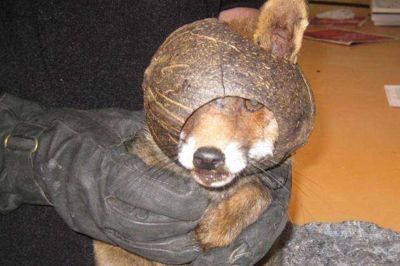 En ræveunge med en kokosnød over hovedet Foto: Dyrenes Beskyttelse