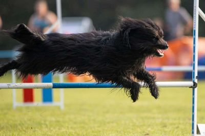 Der er deltagere fra 16 forskellige nationer til stævnet i Herning, hvor hundene skal præstere deres bedste på agility-banen.