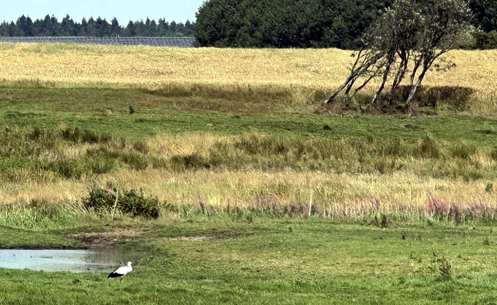 Det kan være et godt spisekammer, der har fået storken til at holde ind på engen nord for Stoholm. Den kan blandt andet godt lide krybdyr, insekter og padder til frokost.