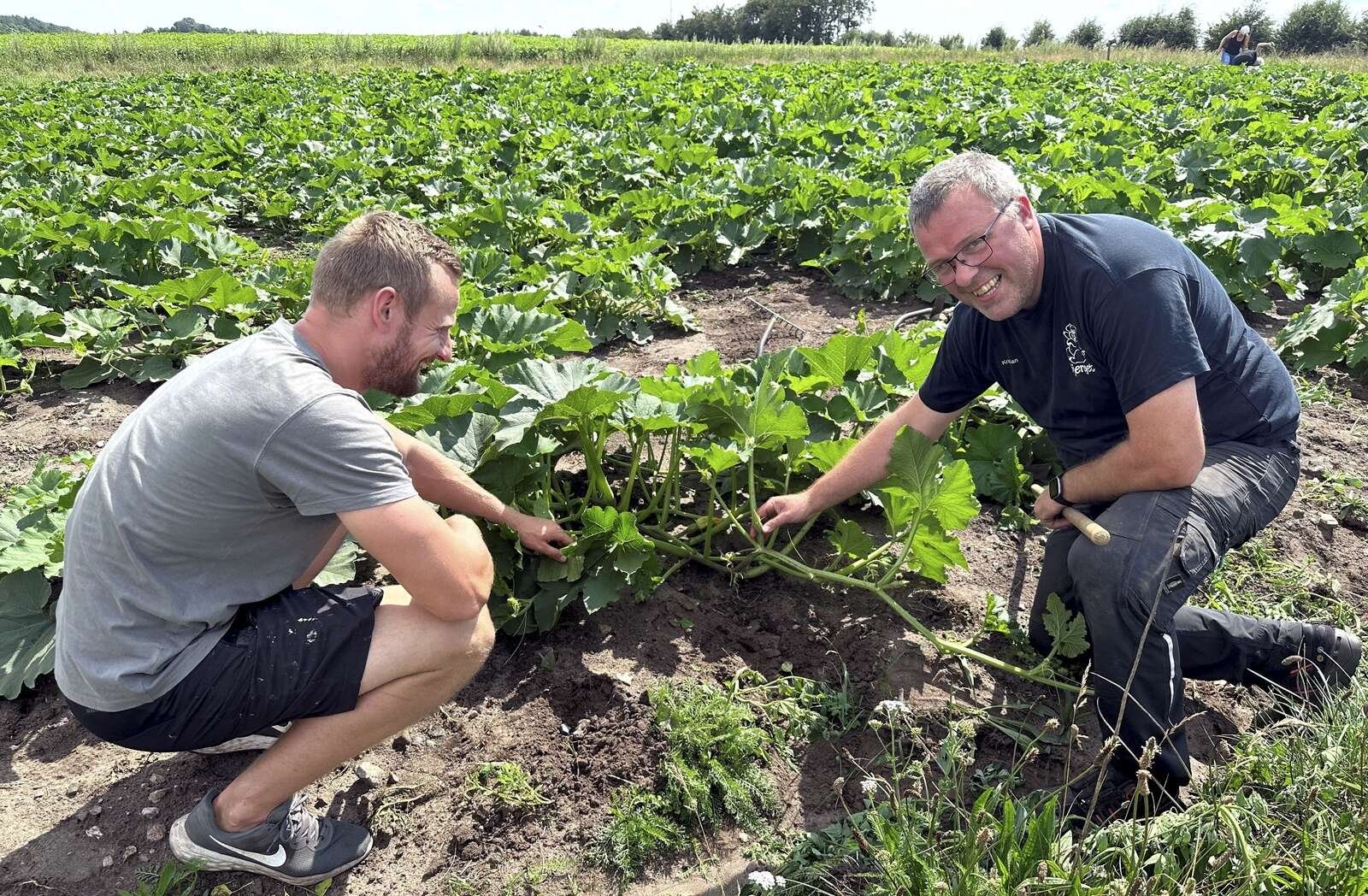 Daniel Brøns og Kristian Olesen er imponerede over, hvor hurtigt græskar egentlig gror. De stampede frøene i jorden i starten af juni, og nu er planterne allerede blevet så store, at de kan lukke for lyset ned til det ukrudt, som de søndag brugte en time på at fjerne for sidste gang.
