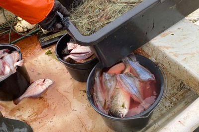 Det var disse garn, fiskerikontrollen fra Landbrugs- og Fiskeristyrelsen konfiskerede ved en kontrol i sidste uge på Ringkøbing Fjord. Styrelsen ser med meget stor alvor på, at private tilsyneladende fisker ved udløbet fra Skjern Å med afsætning i sigte.