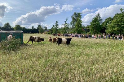 Fredag eftermiddag blev Alling Naturpark officielt indviet. Det blev markeret med udsættelse af seks stykker Galloway-kvæg.