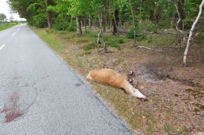 Nybro Møllevej er blevet en dødsfælde for vildtet, efter der er sat hegn op på begge sider af vejen mellem Ørre og Sunds. Billedet her er taget i slutningen af maj. En lokal jæger har optalt 15 døde stykker vildt i løbet af det sidste år på strækningen.