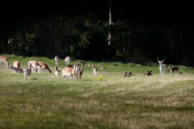 Flokkene af kronvildt og dåvildt vokser og vokser på og omkring den fredede Ovstrup Hede. Et samarbejde mellem heden og naboerne om regulering af de store betsande begynder at vise resultater.