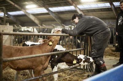 Siden 2005 har Økodag hvert år fået omkring 150.000 danskere til at besøge økologiske Arla-gårde rundt omkring i Danmark for at opleve de forårskulrede økokøer springe på græs.