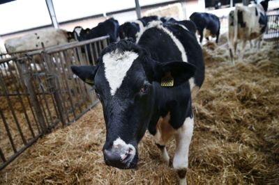 Kvægproducenter har i et stykke tid haft lidt mere økonomisk vind i sejlene end svineproducenterne. Foto: Flemming Hansen