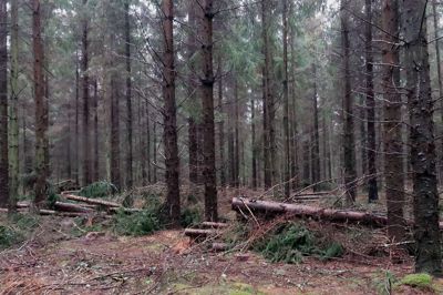 Robert Olesen, talsperson for Bevar de danske Skove, skriver i dette debatindlæg om skovenes betydning for klimaindsatsen.