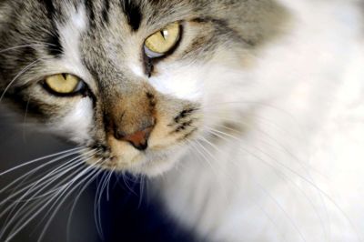 En 16-årig ung mand fra Spjald-området har fået 20 dages betinget fængsel for mishandling af en kat.
