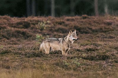 Ulven her er fotograferet i efteråret 2025 i Vestjylland. Ulven genindvandrede i den danske natur i 2012 og har siden bredt sig til store dele af Jylland. (Arkivfoto).