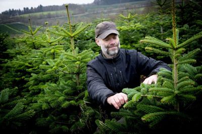 Bo Trads Simonsen er skovfoged på Rye Nørskov Gods, der er godt i gang med høsten af de cirka 100.000 juletræer, der havner i blandt andet Frankrig, Schweiz, England og Østeuropa. Sorten er Nordmannsgran, der stammer fra Georgien.